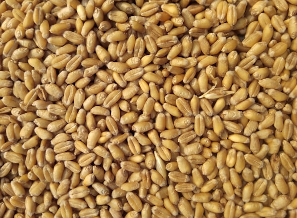 Red Split Lentils